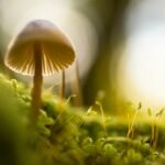 selective focus photograph of mushroom